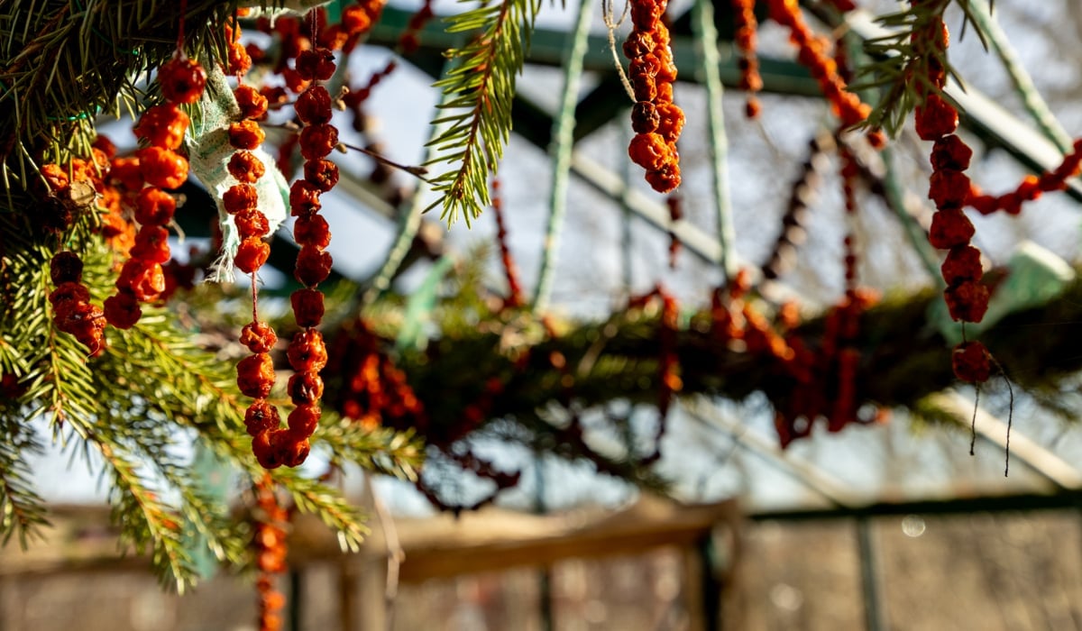 En klase bär som hänger från en krans.